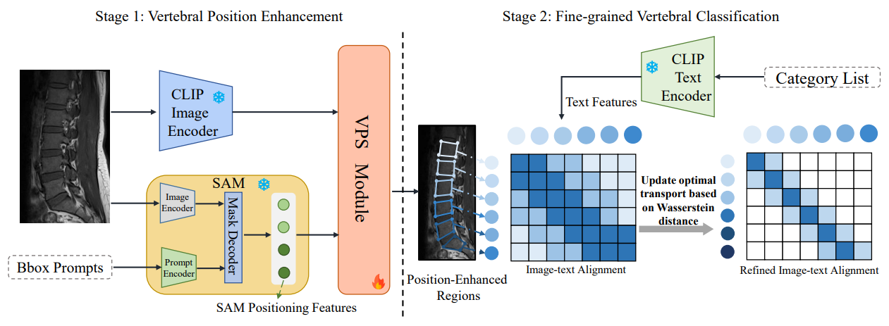 VertFound: Synergizing Semantic and Spatial Understanding for Fine-Grained Vertebrae Classification via Foundation Models